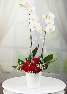 Orkide-Bursa-Gönder-Obg402